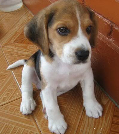 I want this for christmas!!!! XDXD!! Foxhound Puppy, Beagle Pictures, American Foxhound, Every Dog Breed, Cute Beagles, The Fox And The Hound, Beagle Dog, Dog Car, Baby Dogs