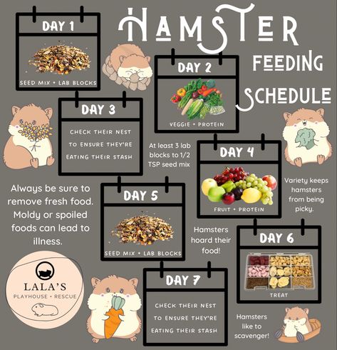 Cheap Hamster Cage Ideas, Hamster Food Ideas, Hamster Cage Ideas Diy Homemade, Teddy Bear Hamster Cage Ideas, Hamster Cages Ideas, Cute Hamster Cage Ideas, Homemade Hamster Food, Modern Hamster Cage, Hamster Cages Diy