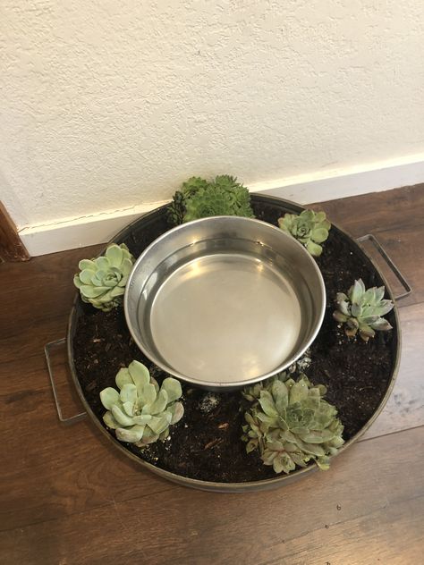 Pet Water Bowl Planter, Messy Dog Water Bowl Ideas, Dog Bowl Planter, Dog Water Bowl Planter, Dog Water Bowl Ideas, Water Bowl Planter, Desert Homestead, Dog Station, Dog Water Bowl