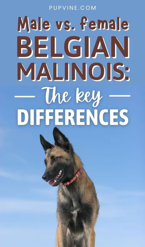 Female Belgian Malinois, Belgium Malinois Training, Female Malinois, Belgian Malinois Aesthetic, Belgian Malinois Training, Malinois Funny, Malinois Training, Malinois Puppy, Dog Shih Tzu