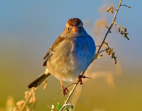 https://flic.kr/p/2qxqhor | DSCF7782 | White crown sparrow White Crown, Birds, Crown, White