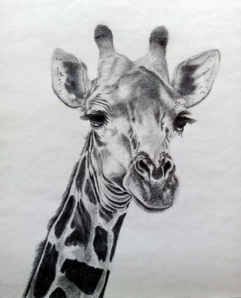 Black And White Giraffe Drawing, Giraffe Eyes Drawing, Giraffe Pencil Drawing, Girafe Drawings, Giraffe Drawing Pencil, Pencil Drawings Of Animals Wildlife, Giraffe Drawing Realistic, Giraffe Head Drawing, Giraffe Drawings