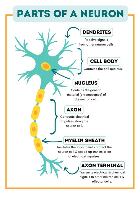 Learn Biology, Psychology Notes, Medical School Life, Study Biology, Nursing School Motivation, Basic Anatomy And Physiology, Nurse Study Notes, Nursing Student Tips, Biology Facts