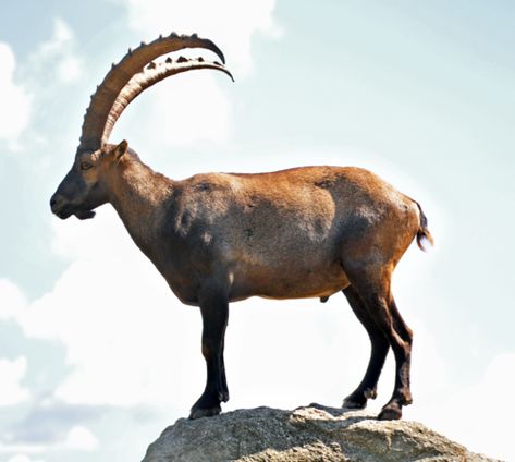 Alpine Ibex, Noahs Ark Animals, Noah's Ark, Noahs Ark, Ecology, Drawing Reference, The Mountain, Moose Art, Animals