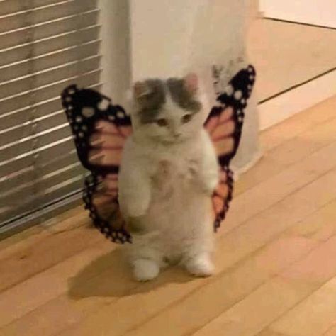 butterfly cat Cat Pfp, Cat Meme, Cat Pictures, Funny Cat, Cat Pics, Cat Memes, Cute Cat, Memes, Funny