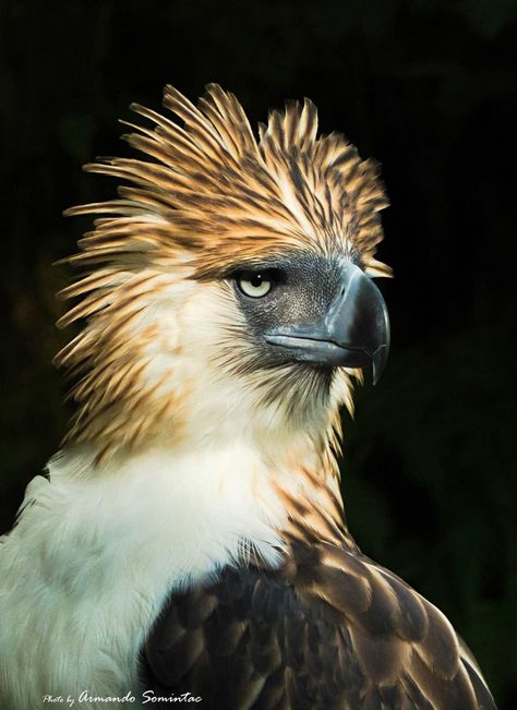 Philippine Eagle Tattoo, Latte Art Tattoo, Philippine Eagle, Eagle Artwork, Eagle Drawing, Eagle Images, Eagle Pictures, Eagle Tattoos, Eagle Art