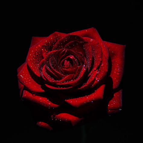 Rose Pic, Black Mermaid Dress, Burning Rose, Rose Flower Photos, Red Roses Wallpaper, Dark Red Roses, Rosé Aesthetic, Flower Background Wallpaper, Beautiful Rose Flowers