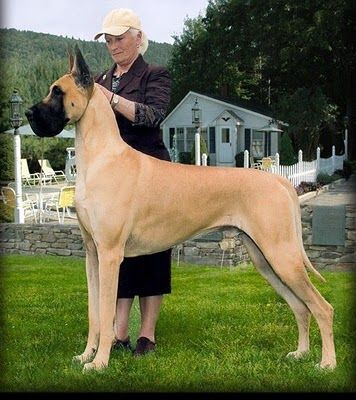 Great Dane Great Dane Mastiff, Cute Dog Costumes, Regard Animal, Dane Puppies, Great Danes, Dane Dog, 강아지 그림, Great Dane Dogs, Dog Costumes