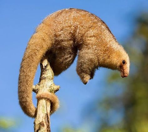 Silky Anteater, Weird Mammals, Ant Eater, Giant Anteater, Strange Animals, Animal Family, Cool Animals, Animal Reference, Unusual Animals