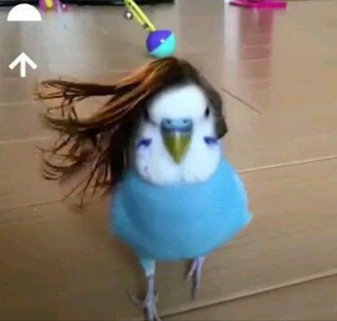 Birds Cute, Cute Birds, Birds, Funny, Hair, Blue