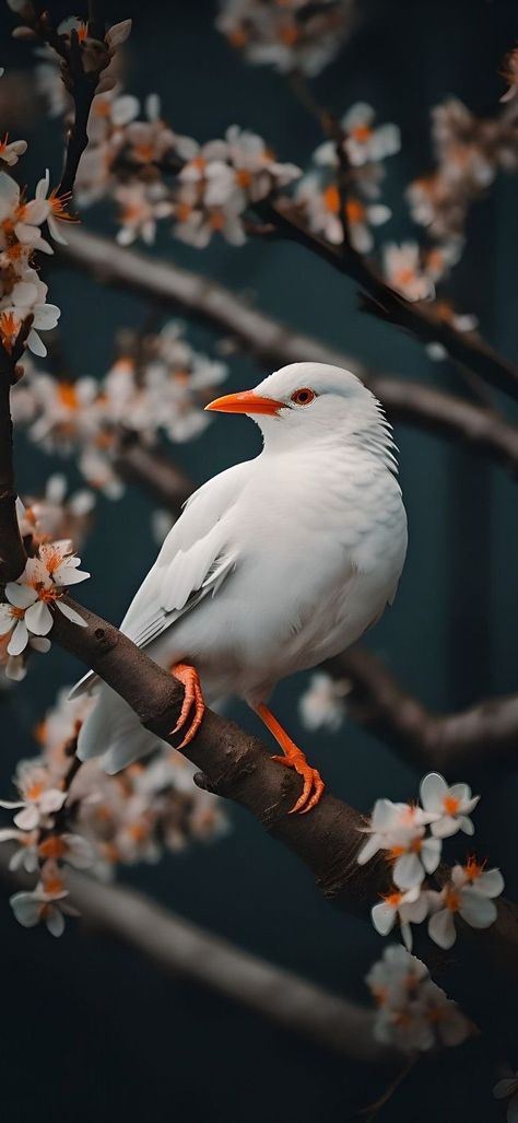 Bird Phone Wallpaper, Birds Wallpaper Hd, Daily Wallpaper, Parrot Wallpaper, Iphone Wallpaper 4k, Nature Photography Trees, Indian Flag Wallpaper, Cool Galaxy Wallpapers, Hd Dark Wallpapers