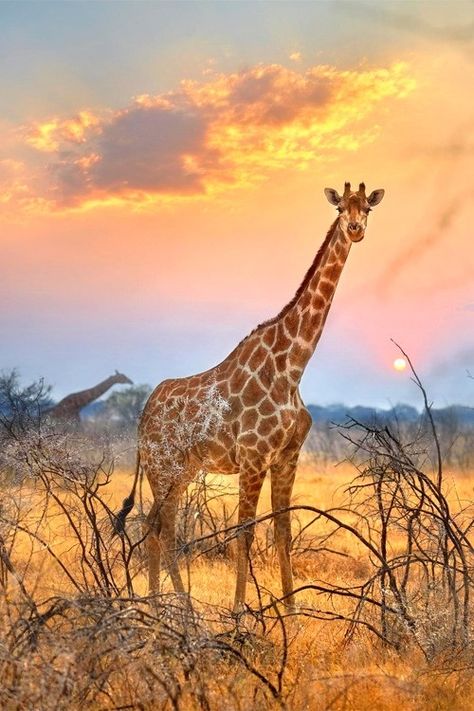 Giraffe Pictures, Giraffe Art, A Giraffe, Game Reserve, African Wildlife, African Animals, African Safari, Giraffes, Amazing Animals