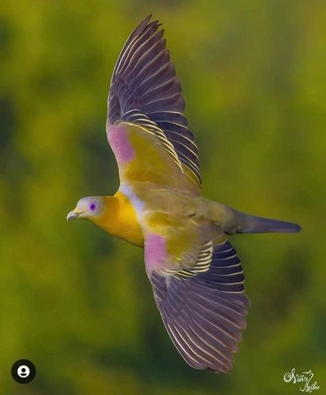 Discover Wildlife and Nature.🌄🍃 | Yellow-footed Green Pigeon | Facebook Pink Necked Green Pigeon, Pigeon Flying, Green Pigeon, Dove Pigeon, Birds Nature, Rare Birds, Cute Birds, R5, Bird Art