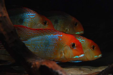 Redhead Tapajos.......stunning Geophagus Tapajos, Aquatic Creatures, Fish Species, Aquarium Design, Simple Pictures, Aquascaping, Freshwater Fish, Tropical Fish, Aquarium Fish