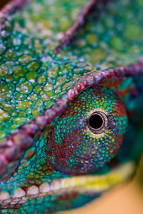 Chameleon's colorful eye ... awesome colors Beautiful Wild Animals, Types Of Chameleons, Regard Animal, Reptiles And Amphibians, Patterns In Nature, Nature Animals, Wild Animals, Amphibians, Beautiful Creatures