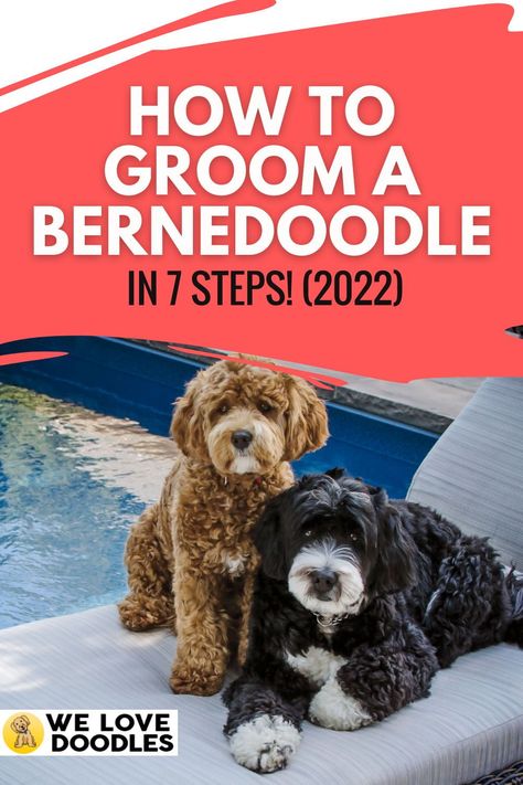 In this guide, we’ll cover the various ways on how to groom a Bernedoodle. Do you own a Bernedoodle and are unsure about how to groom it? Maybe you are interested in adopting a Bernedoodle but want to be prepared for all grooming needs beforehand. Bernedoodles are lovely dogs with beautiful coats. Unfortunately, these dogs require quite a bit of grooming to maintain their beauty How To Trim Bernedoodle Face, Mini Bernedoodle Grooming Styles, How To Groom A Bernedoodle, Bernedoodle Haircut Styles Short, Bernedoodle Summer Cut, Mini Bernedoodle Haircut Styles, Bernadoodle Haircuts, Doodle Grooming Styles, Bernedoodle Grooming Styles