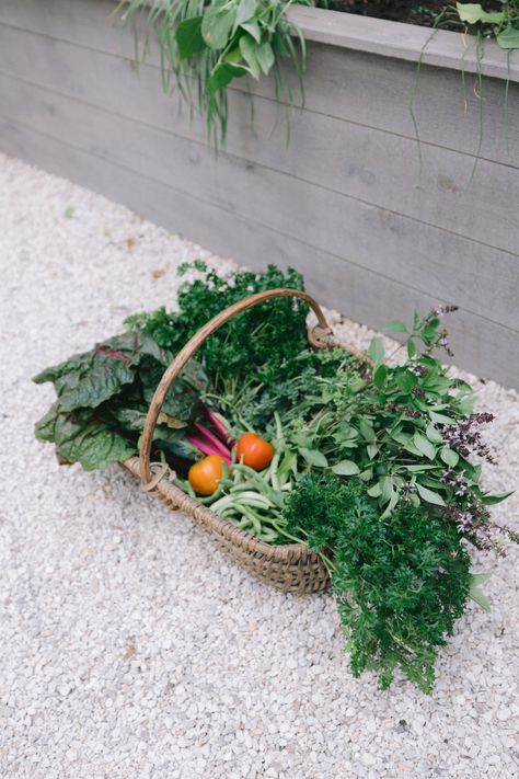 A beautiful garden harvest basket is just as important in displaying all your veggies as it is in transporting them. Find links to garden trugs and hods. Garden Trug, Front Lawn Landscaping, Long Stem Flowers, Harvest Basket, Garden Basket, Fall Garden Vegetables, Recycled Garden, Garden Veggies, Vegetable Basket