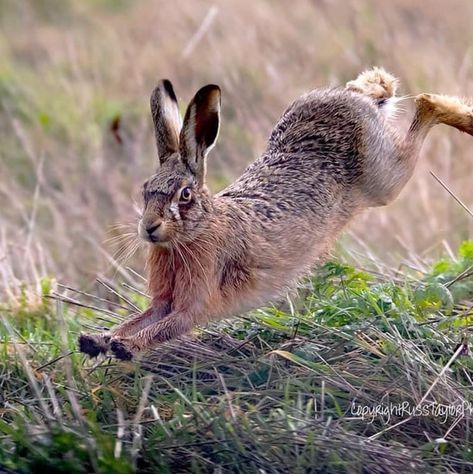 Hare Poses, Rabbits Jumping, Hare Reference, Hare Jumping, Rabbit Leaping, Rabbit Reference, Jumping Hare, Bunny Jumping, Hare Running