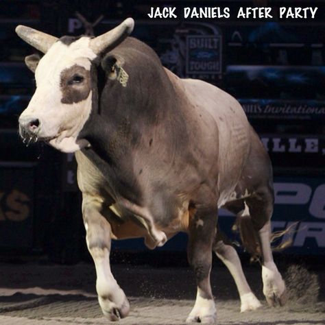 Jack Daniels After Party Pbr Bulls, Winter Cowgirl, Pbr Bull Riders, Pbr Bull Riding, Heat Of The Moment, Bucking Bulls, Rodeo Time, Professional Bull Riders, Cowboy Life