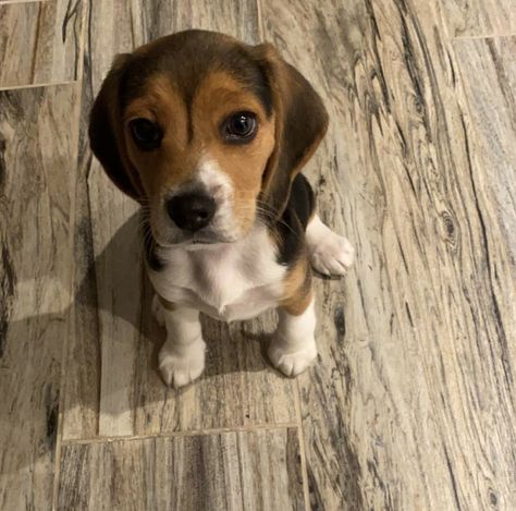 Cute Beagle Puppies, Beagle And Golden Retriever, Beagle Dog Puppies, Puppies Beagle, Black Beagle, Mini Beagle, Pocket Beagle Puppies, Beagle Golden Retriever Mix Puppies, Puppy Beagle