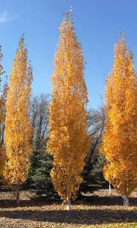 Columnar Trees, Living Fence, Gardening Zones, Street Trees, Fast Growing Trees, How To Attract Birds, Unique Trees, Tall Trees, Shade Trees