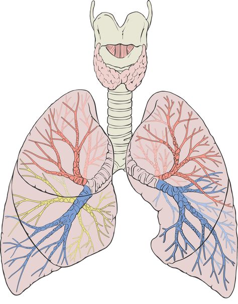 Lung Lobes, Lung Anatomy, Human Lungs, Vein Thrombosis, Body Diagram, Diagram Design Ideas, Too Much Estrogen, Drawing Anatomy, Lungs Health