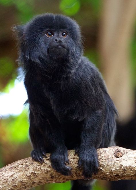 Goeldi’s Marmoset, Monkey (Callimico goeldii) South American New World Monkey Travel Brazil, Finger Monkey, Pygmy Marmoset, Marmoset Monkey, Tiny Monkey, Bizarre Animals, Small Monkey, Monkey Monkey, Squirrel Monkey