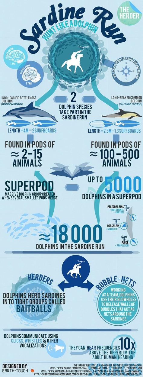 Dolphin Infographic, World Fisheries Day, Dolphin Habitat, Dolphin Craft, Ocean Facts, Wildlife Biology, Dolphin Facts, Whale Facts, Science Infographics