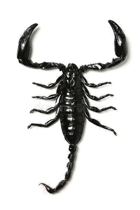 Scorpion. Black scorpion isolated over white , #Sponsored, #Black, #Scorpion, #scorpion, #white, #isolated #ad Scorpion Image, Scorpion Tattoo, Custom Tattoo Design, Insect Art, Arachnids, Bugs And Insects, White Image, Animal Wallpaper, Animal Tattoos