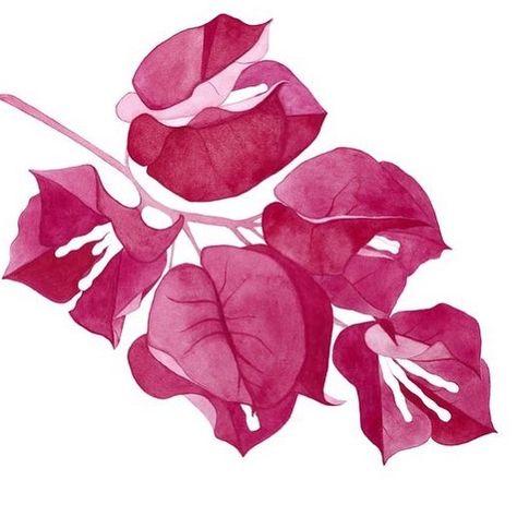 Bugambilia Bougainvillea Watercolor, Pink Bougainvillea, Flower Tattoo Ideas, Flowers Paintings, Watercolor Flowers Paintings, Arte Sketchbook, Flower Art Painting, Bougainvillea, Wedding Design