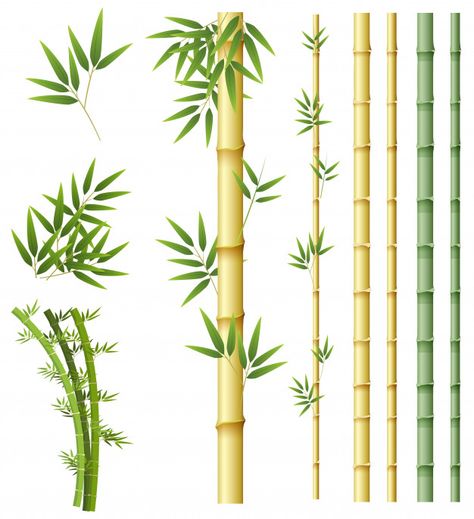 Set of bamboo plant Premium Vector | Premium Vector #Freepik #vector #background #pattern #tree #abstract Bamboo Border, Bamboo Artwork, Plants Drawing, Tree Abstract, Bamboo Plant, Bamboo Plants, Plant Drawing, Green Life, All About Plants