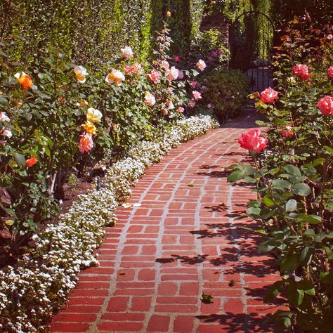 Alford's English Gardens on Instagram: “The perfect rose garden! Wouldn’t it be heavenly to stroll through a pathway of roses?! How lucky is Mrs. B to have this as part of her…” Rose Pathway, Rose Walkway, Propagating Roses, Rose Garden Landscape, Wood Arbor, English Gardens, Minimalist Garden, Rose Seeds, Perennial Shrubs