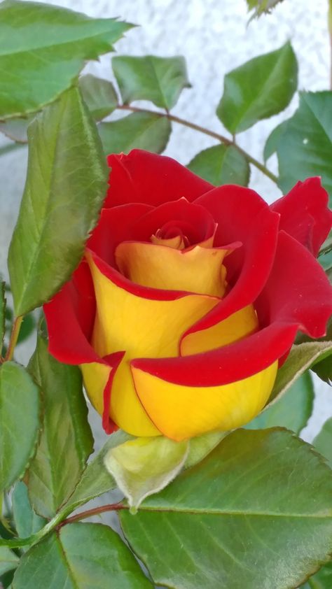 Mustard and ketchup..or ketchup and mustard Rose Ketchup And Mustard Rose, Rare Roses, Beautiful Flowers Images, Hybrid Tea Roses, Unusual Flowers, Beautiful Flowers Garden, Beautiful Flowers Wallpapers, Beautiful Rose Flowers, Beautiful Flowers Pictures