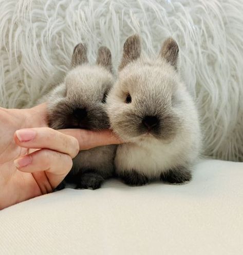 "Netherland Dwarf rabbit" Rabbits For Sale | Frazier Park, CA Animals Rabbit, Himalayan Bunny, Mini Rabbit, Baby Rabbits, Cute Rabbit, Wild Baby Rabbits, Tiny Baby Animals, Rabbits For Sale, Rabbit Life