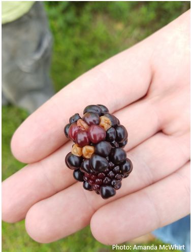 How To Prune Blackberries, Tennessee Gardening, Blackberry Bushes, Suburban Homesteading, Backyard Orchard, Blueberry Gardening, Blackberry Fruit, Blackberry Plants, Growing Blackberries