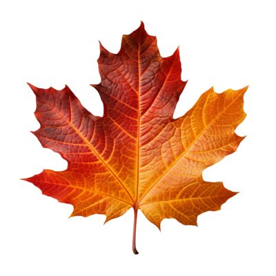 Fall Leaves Widget, Autumn Leaves Clipart, Editing Pack, Fall Leaves Png, Autumn Transparent Png, Leaf Png, Fall Classroom Decorations, Leaves Png, Fall Classroom