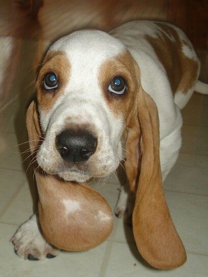 Floppy Ear Dog, Bassett Hound, Rough Draft, Basset Hounds, Floppy Ears, Dog Ear, Beagle Dog, Basset Hound, Cutie Patootie