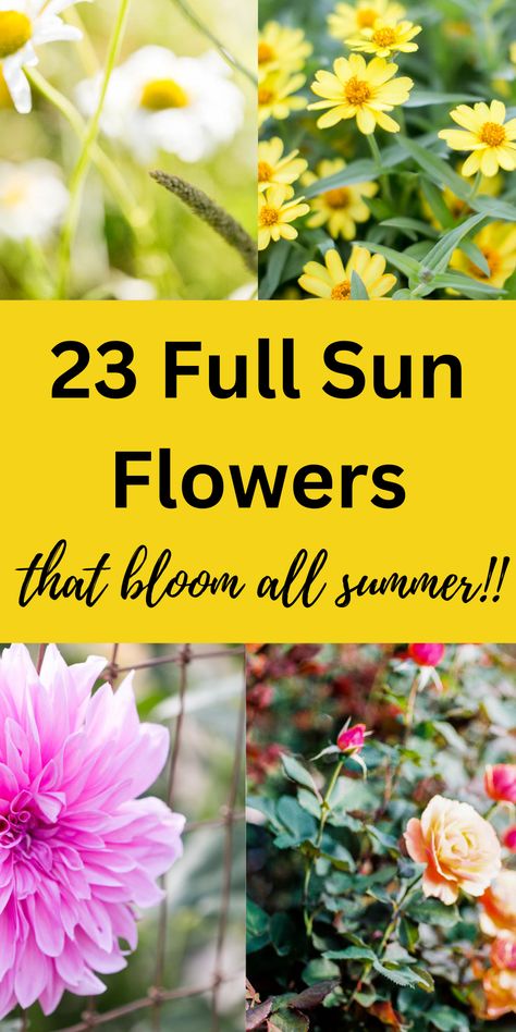 roses, dahlias, zinnias and daises blooming in full sun during the summer Sun Loving Flowers, Annuals That Bloom All Summer, Annual Flowers For Full Sun, Full Sun Flower Bed Ideas, Full Sun Annuals, Summer Blooming Flowers, Heat Tolerant Plants, Easiest Flowers To Grow, Full Sun Flowers