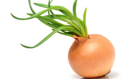 Are Sprouted Onions Safe to Eat? Onion Differences, Sprouted Onions, Spring Onion Art, How To Plant Onions That Have Sprouted, How To Grow Spring Onion At Home, Spring Onion Photography, Storing Onions, Onion Sprouts, Onion Storage