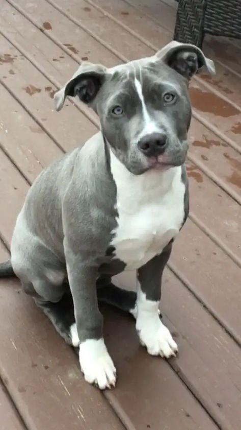 Blue Nosed Pitbull, American Pitbull Terrier Blue, Blue Staff, Blue Pit Bull, Blue Nose Pitbull Puppies, Pitbull Blue, Dogs German Shepherd, Blue Pitbull, Regard Animal