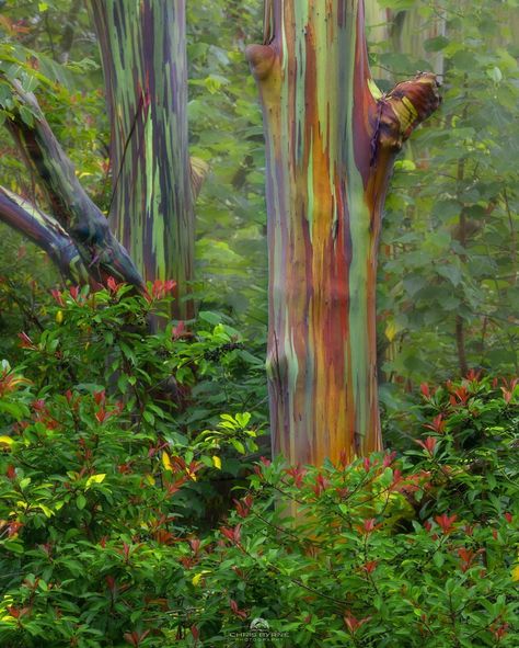 Rainbow Eucalyptus Tree Photography, Rainbow Eucalyptus Tree Hawaii, Australian Forest, Rainbow Trees, Rainbow Eucalyptus Tree, Macro Photography Insects, Running Pictures, Rainbow Eucalyptus, Tree Story