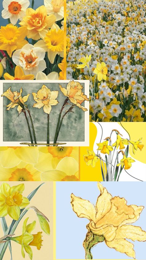 Daffodil Phone Wallpaper, Dafidol Flowers, Daffodil Flower Aesthetic Wallpaper, Daffodil Wallpaper Aesthetic, Daffodil Wallpaper Iphone, Jonquils Flower, Dafodill Flower Aesthetic, Daffodil Reference, Daffodil Collage