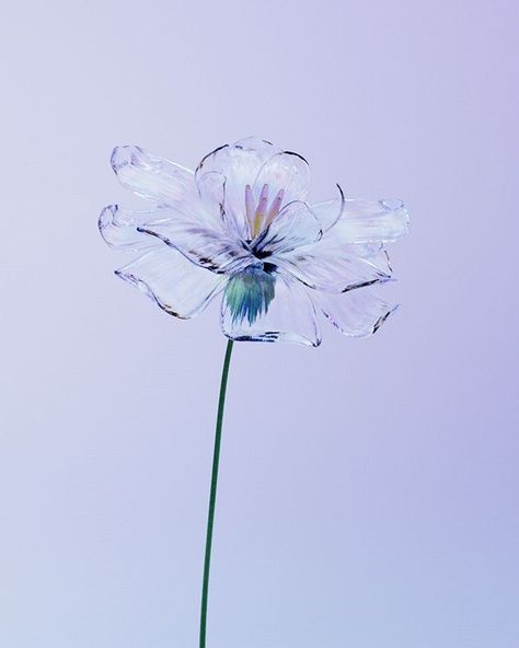 Flower Concept Art, Cyberpunk Flower, Flower 3d Art, Flower Experiment, Digital Flower Art, Flower Animation, Art Motion Graphics, Flower Transparent, Modern Flowers