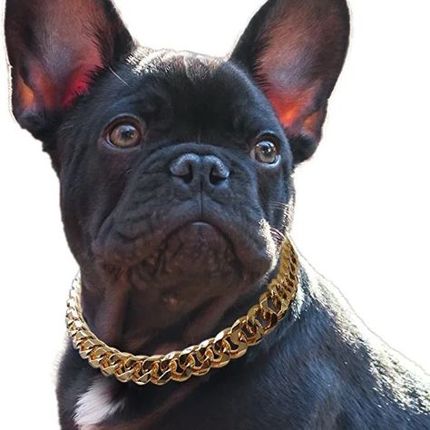 Puppy with gold jewelry chain Dog Bully, Rhinestone Dog Collar, Pet Artist, Frenchie Dog, Puppy Accessories, Chain Collar, Necklace Cute, Dog Necklace, Dog Collars & Leashes