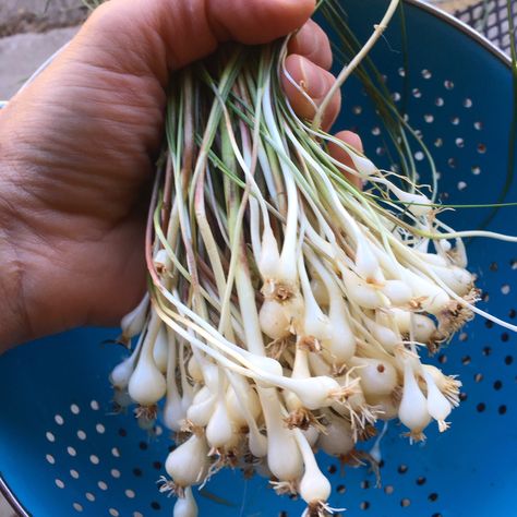 Edible Weeds In Your Yard, Wild Onions In Yard, Wild Onions Recipes, Spring Foraging, Nettle Recipes, Medicinal Weeds, Edible Weeds, Food Foraging, Wild Foraging