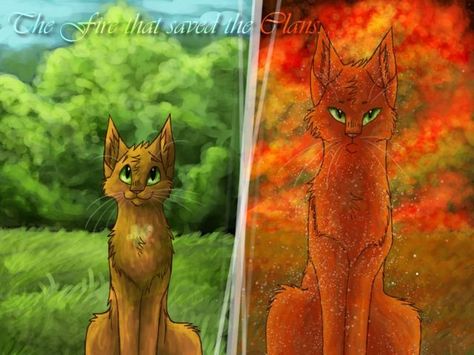 I got: Kit! What Warrior Cat Rank Do You Have? Warrior Cats Scourge, Warriors Erin Hunter, Warrior Cats Books, Love Warriors, Warrior Cat Drawings, Warrior Cats Art, Cat Character, Cat Books, Cat Training