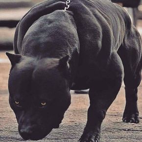 49 Me gusta, 0 comentarios - Pit Bulls (@pitbullsoriginal) en Instagram Pitbull Dog Breed, Bully Breeds Dogs, Big Dog Breeds, Corso Dog, Scary Dogs, Aleister Crowley, Bully Dog, Airedale Terrier, Pitbull Puppies