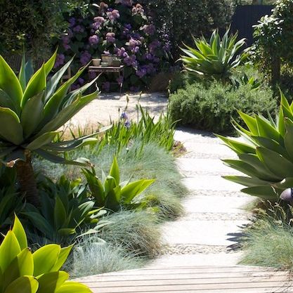 Sculptural Plants, Australian Garden Design, Mediterranean Garden Design, Australian Native Garden, Coastal Garden, Tropical Garden Design, Drought Tolerant Landscape, Dry Garden, Australian Garden