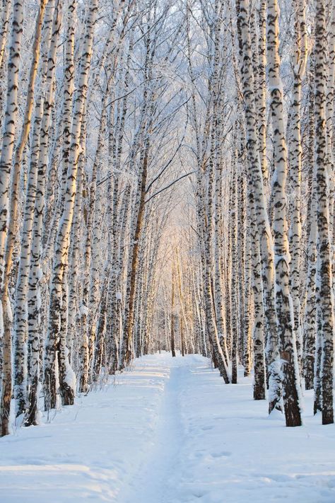 Winter Pines, Book Spread, Winter Picture, White Birch Trees, Birch Forest, A Walk In The Woods, Forest Trail, National Park Road Trip, Snowy Forest