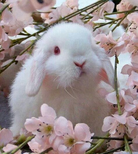 Very cute Holland lop bunny!                                                                                                                                                                                 More White Bunny, White Rabbit, The Middle, Flowers, Pink, White